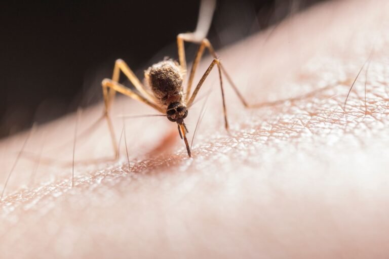 Mosquito bite on skin - Aedes mosquito causes dengue fever - Ayurvedic recovery support in Jaipur