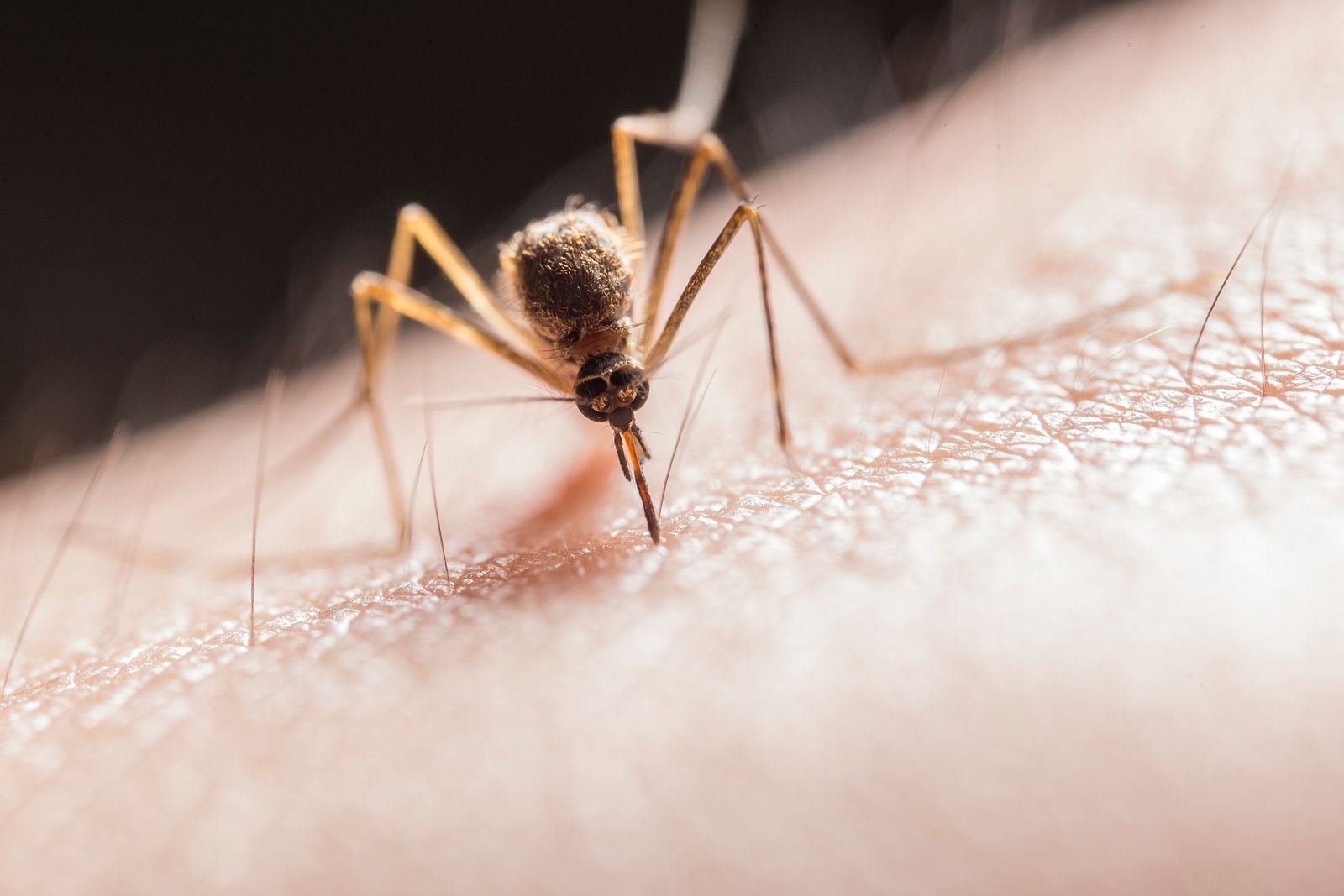 Mosquito bite on skin - Aedes mosquito causes dengue fever - Ayurvedic recovery support in Jaipur